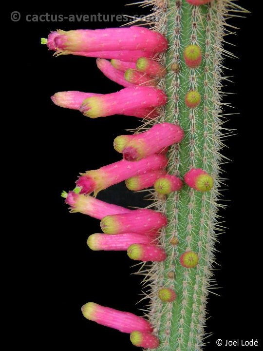 Cleistocactus candelilla (lilacinorosea) P1150228
